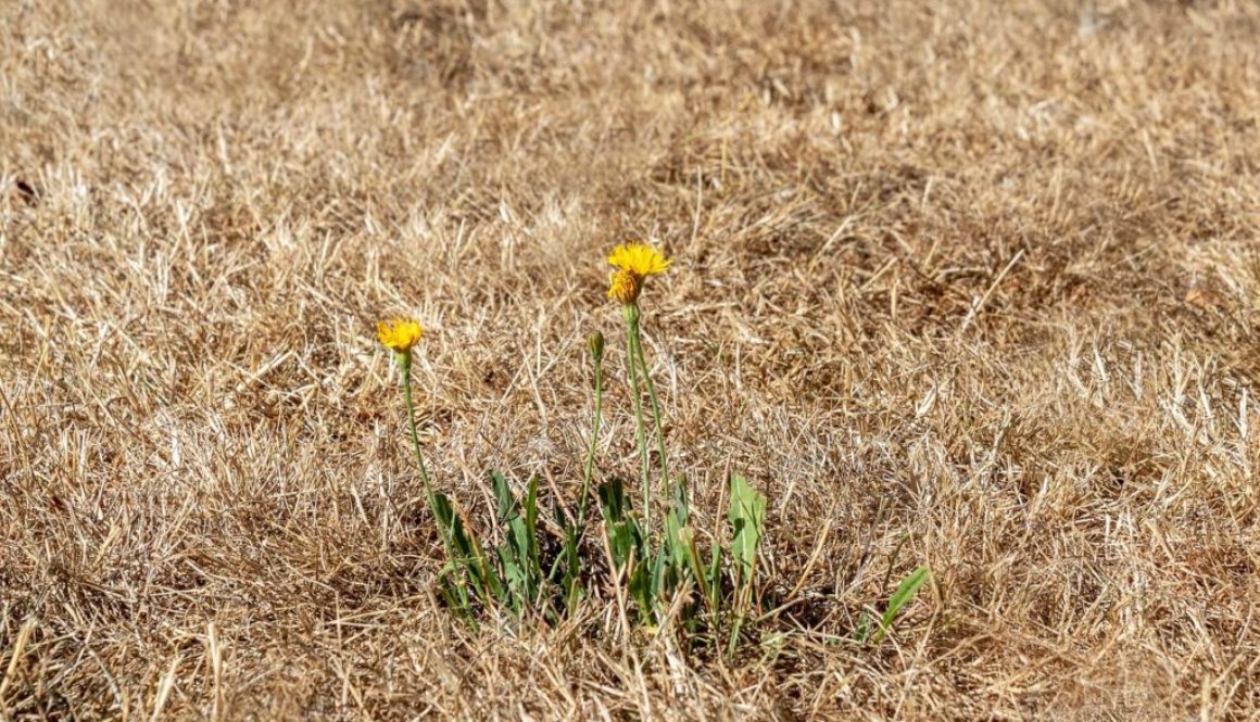 Drought Dry Grass Summer Heat Heat Wave Yellow Lawn